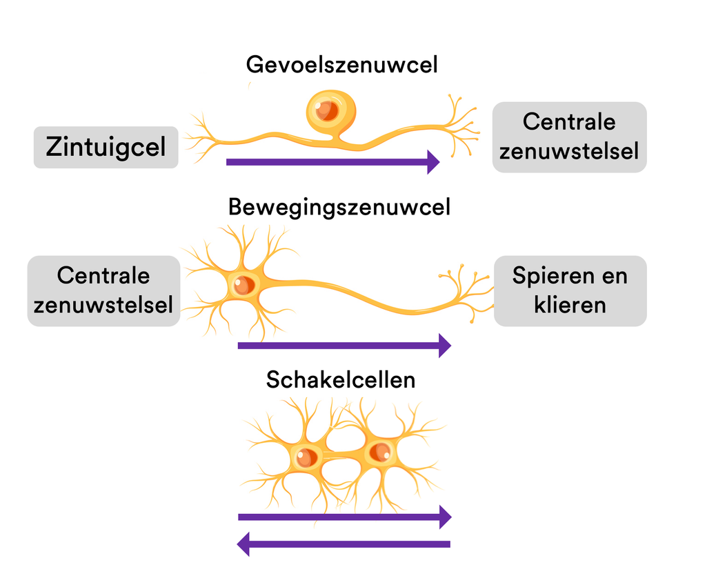 Zintuigen en impulsen | WRTS